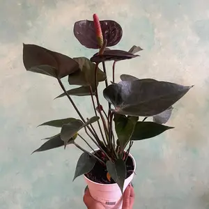 4 inch chocolate anthurium