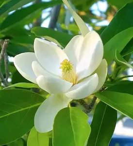 2 Sweetbay Magnolia Tree Live Plant - White Magnolia Flowers Bush  10 to 18 Inches Tall - Quart Pot -  No Ship To AK, HI and P.R.