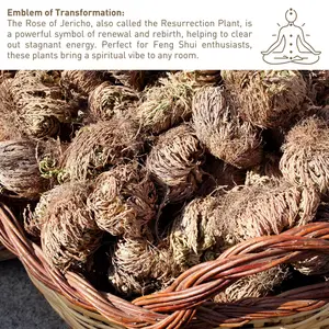 24 Pack Large Jericho Flower (2.5"–3.5") – Premium Rosa de Jericho | Resurrection Plant for Unique Home Decor