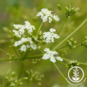 Caraway Seeds