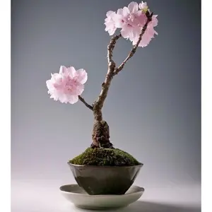 Rare Japanese Sakura Cherry Blossom