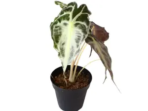 Alocasia Venom 4" Potted Live Plant - Iconic Silver Veins - Striking Leaves - Exotic Arrowhead Leaves - Rare Collector's Plant - Bold Interior Foliage - Statement Houseplant - Tropical Jungle Vibe