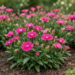 Dianthus Seeds – Colorful Garden Flower Seeds, Easy Grow Outdoor Blooming Plants