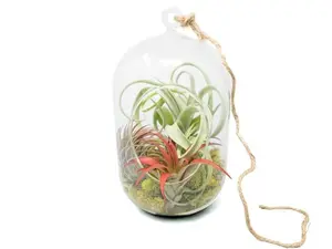 Capsule Terrarium with Moss and Tillandsia Air Plants - Large Air Plant Terrarium