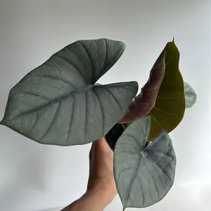 Alocasia Reginae 6" pot Jewel Alocasia Rare Tropical House Plant with Glossy Green Leaves and Prominent Veins for Exotic Flair