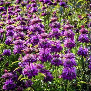 Green River 100 Kazoo Bee Balm Seeds - Perennial Flower, Flower Seed Pack, Perennial Flower for Cottage Garden & Pollinator Habitat, Vibrant Crimson Red Blooms & Easy Growth, Seeds for Outdoor Planting