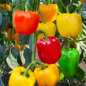 100 Sweet Bell Pepper Seeds Mixed Color Variety for Home Garden Growing Capsicum annuum Annual Vegetable Plant