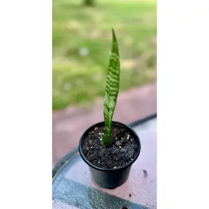 2 Pack Snake Plant 4" Starters, Sansevieria trifasciata 'Laurentii', Low Maintenance Indoor Plant