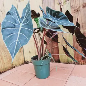 LIVE PLANT 2ft Alocasia Longiloba Dragon's tooth Elephant Ear live plant 2ft tall, decoration for yard or home