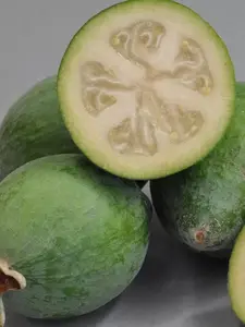 4 Fresh Pineapple Guava Tree Cuttings for Planting