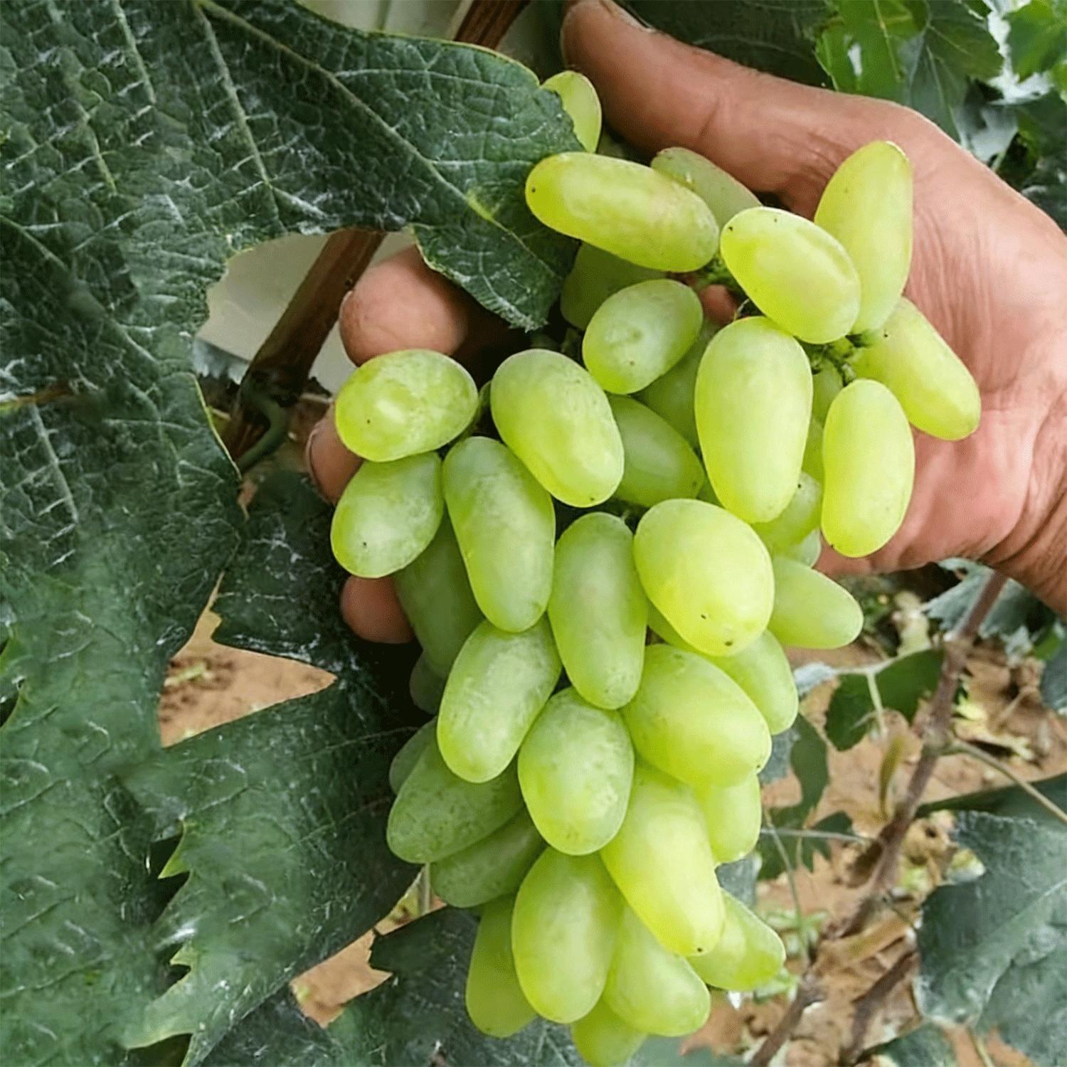 Marshmallow Grape Saplings | Home Gardening Plants | Easy to Grow Even for Beginners | Creative Fruit Trees for Balconies and Gardens | Healthy and Eco-Friendly Growing Method Marshmallow Grape Saplings | Home Gardening Plants | Easy to Grow Even for Beginners | Creative Fruit Trees for Balconies and Gardens | Healthy and Eco-Friendly Growing Method