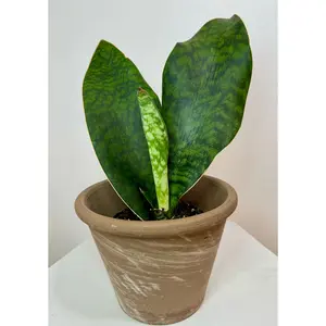 5” Sansevieria Whale Fin - multiple pups