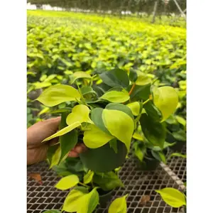 Philodendron Brasil Plant in 5” Hanging Basket - Variegated Heartleaf Philodendron - Trailing Indoor Plant - Easy Care Live Vine Plant