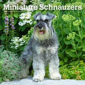 Miniature Schnauzers | 2026 12 x 24 Inch (Hanging) Monthly Square Wall Calendar | Plastic-Free | BrownTrout | Animals Small Dog Breeds