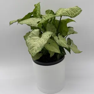 Syngonium White Butterfly 6" Pot Rare Collector's Plant New Arrival Houseplants