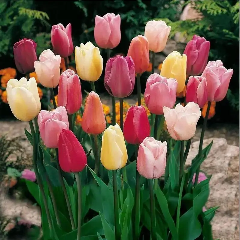200Pcs Mixed Color Tulip Flower Seeds - Vibrant Spring-Blooming Perennials, Reds & Bicolors, Easy-To-Grow, Ideal for Dreamy Garden Displays (Home Improvement Garden Supplies)