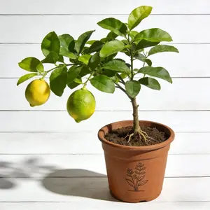 Key Lime Tree Live Plant Vibrant Green Fruit Dwarf Citrus Garden Container Friendly Pruned For Safe Shipping Beginner Friendly Hardy Full Sun Essential