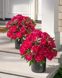 24" Outdoor Magenta Peony Paradise Pot Fillers, Set of 2, Width 24", Unlit by Balsam Hill