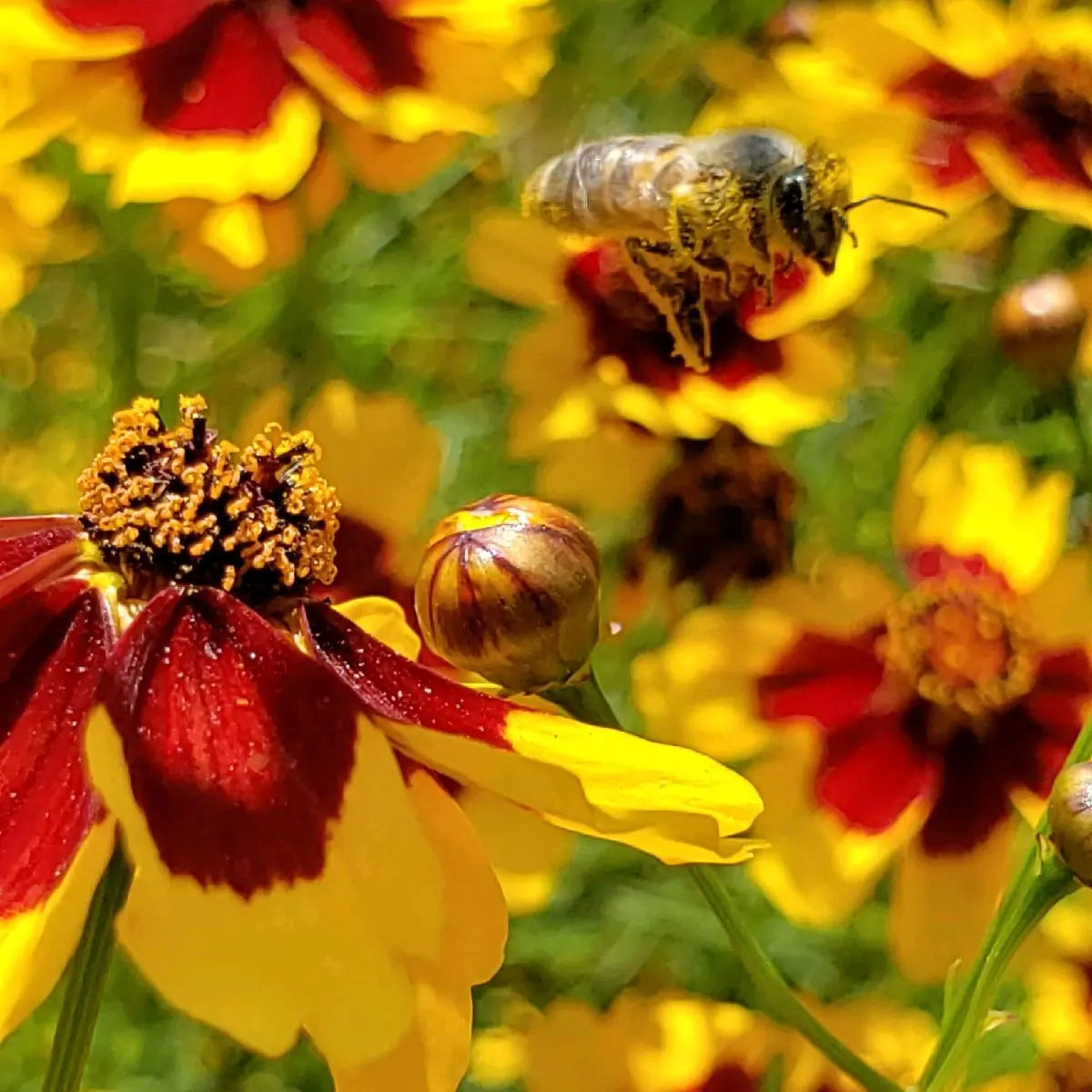 20x30 Print of Bee in flight with red and yellow flowers