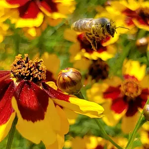 20x30 Print of Bee in flight with red and yellow flowers