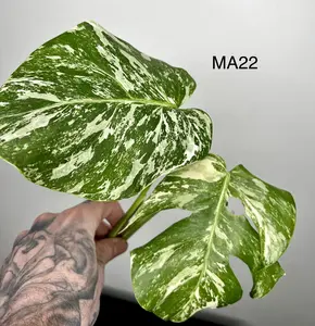 Monstera Albo 2 Leaf Cuttings