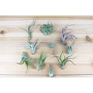 Grab Bag of Small and Medium Tillandsia Air Plants [10 Pack] Low Maintenance House Plant Decor - Whimsical - Vintage - Air Purifying - Self Care - Healthy Living