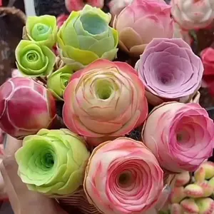 200 pcs Mountain Rose Succulent Seeds – Stunning Peach and Purple Roses for Indoor Pots