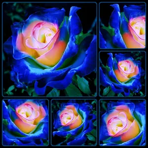 30 Blue & Yellow Rose Bush Seeds USA SHIPPED, NON-GMO, HEIRLOOM, OPEN-POLLINATED, UNTREATED