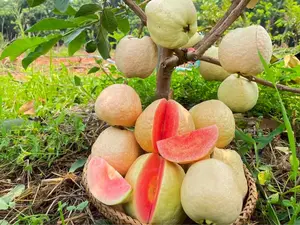 Large Supreme Ruby Guava from Taiwan Live Fruit Tree 2 to 3 Feet Psidium Guajava Guava