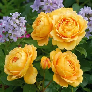 Old rose piles, large scented yellow flowers, climbing vines, suitable for garden arch trellises, outdoor landscape decoration plants