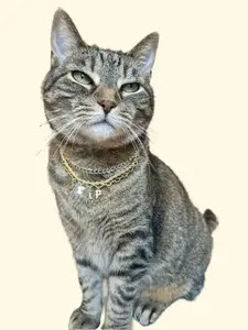 Pet Collar - drip - triple chain gold and silver - custom length - breakaway safety clasp