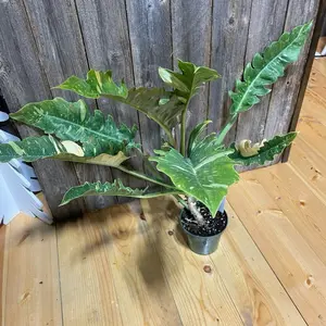 Philodendron Ring of Fire - Green Leaf Plant in Pot on Wooden Surface