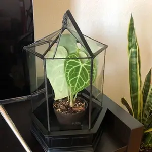 Case Large Glass Terrarium Herb Container Succulent Garden Planter Container Glasshouse Unique