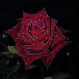 200 Black Rose Seeds Flower Shrubs Shrubs Flower Seeds Black Baccara Rose Climbing Rose