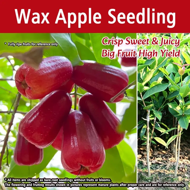 Grafted Wax Apple Tree Bare Root-Crisp Sweet Juicy Rose Apple Sapling-Home Garden