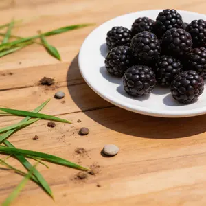 Blackberry Seeds for Planting, Non-GMO Edible Berry Seeds, High Germination, Grow Your Own Fruit at Home Garden