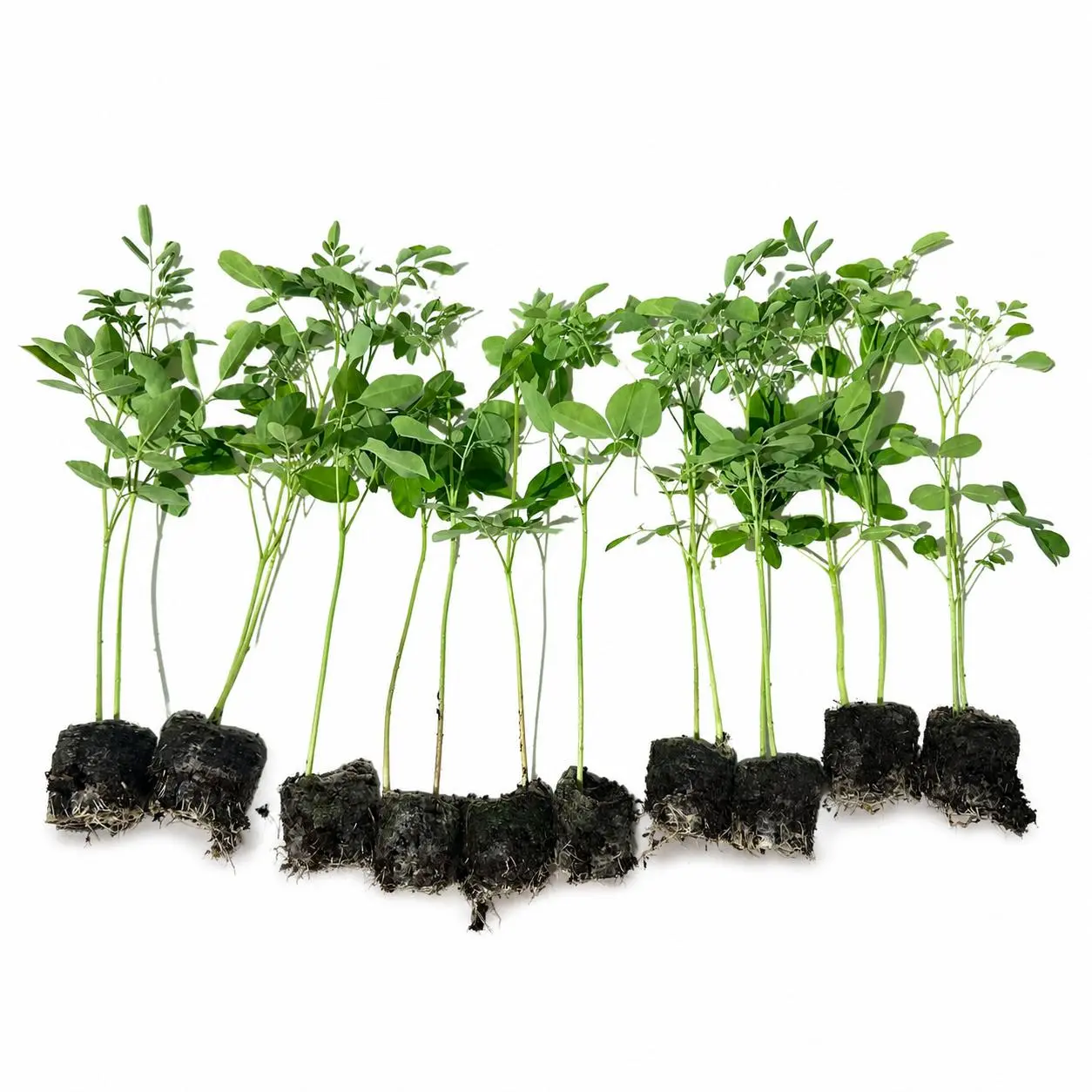10 Live Moringa Tree Seedlings Moringa Oleifera Plants Miracle Tree Drumstick Tree Malunggay Edible Superfood Tree