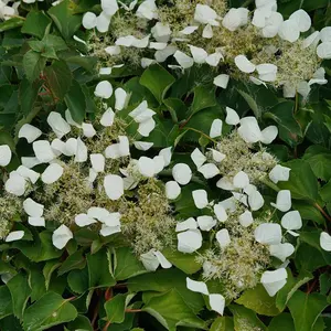 Flirty Girl False Hydrangea-Vine