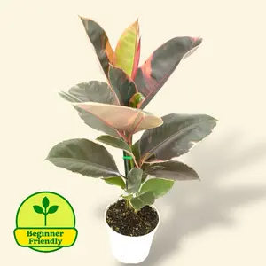 Ficus Ruby 4” - Low Maintenance Colorful House Plant
