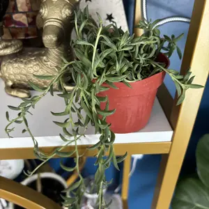 5 Dollars Live Sale Specials Lives Only Sculpture E Succulent Variety Pack in Pots for Home Decor