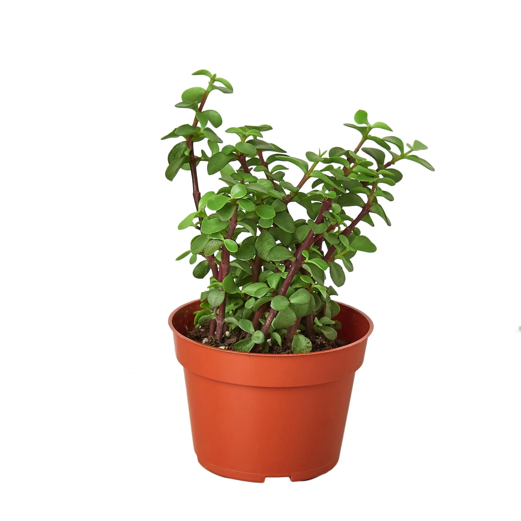 Succulent Elephant Bush (Portulacaria afra)