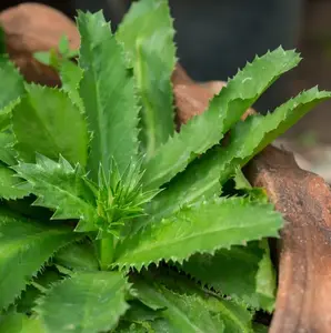 500+ Culantro Seeds for Planting, Sawtoothfitweed Seeds Mexican Coriander Seeds for Indoor Outdoor