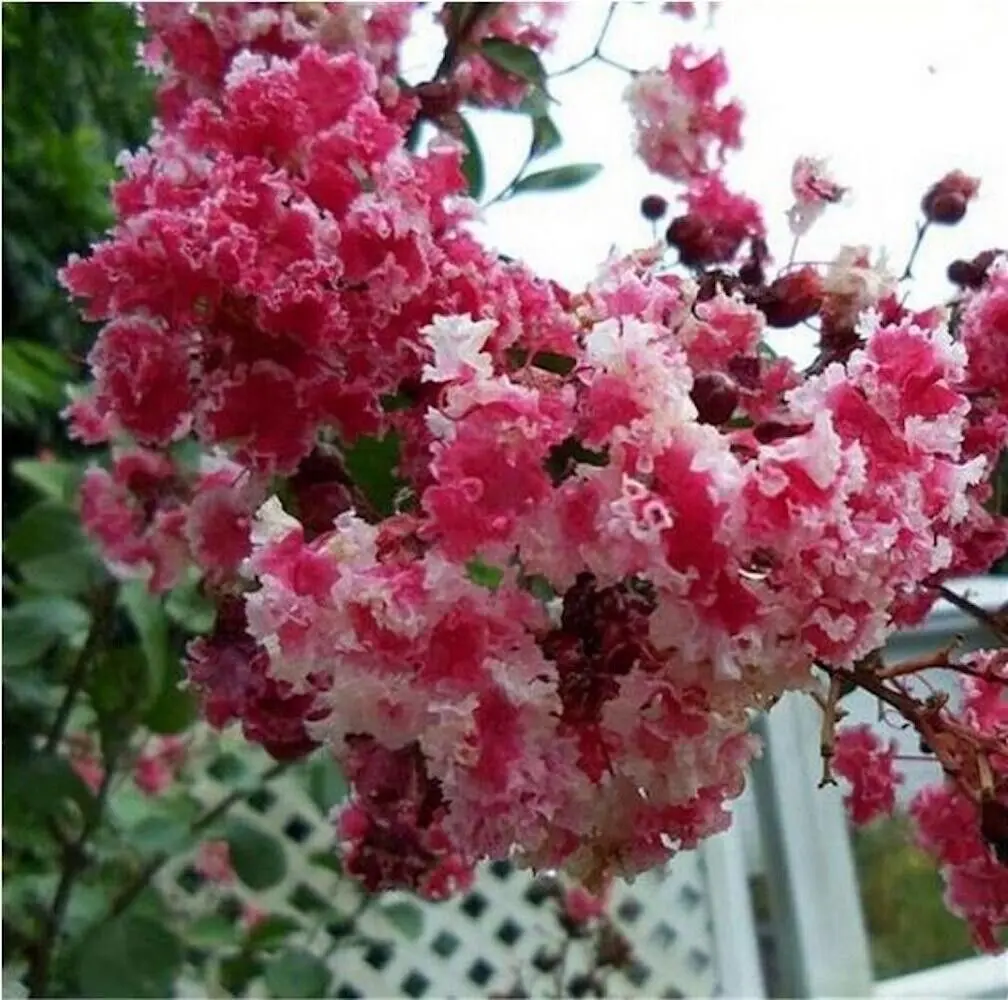 20 Exotic Red  White Crape Myrtle Seeds rare flower exotic tree plant. for garden flower