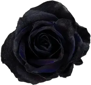 Black Roses - Tinted - Limited Time Only