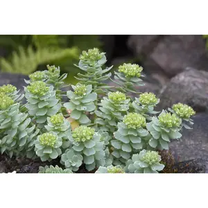 100 Rhodiola Seeds (Rhodiola Rosea) Roseroot