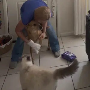 HICC PET Glove Wipes，Freshening Grooming Dog&Cat Disposable 20Pcs pet hair removal tool Satisfied skin care Outdoor No-clean Hypoallergenic Facial Disposable No-Rinse Grooming Formulated for petwipes Deodorizing sticky hair#petlife