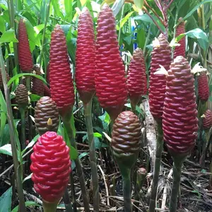 Ginger Shampoo Plants Rhizomes Hawaiian Shampoo Ginger Bulbs Bitter Ginger Plant Roots Awapuhi Plants for Garden Pinecone Ginger 8 Live Rhizomes