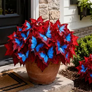 【Butterfly Leaf Hosta】800 Seeds  Unique Resembling WingsPerennial for Shaded Gardens Borders Under TreesWalkways Easy Grow Shade Lover