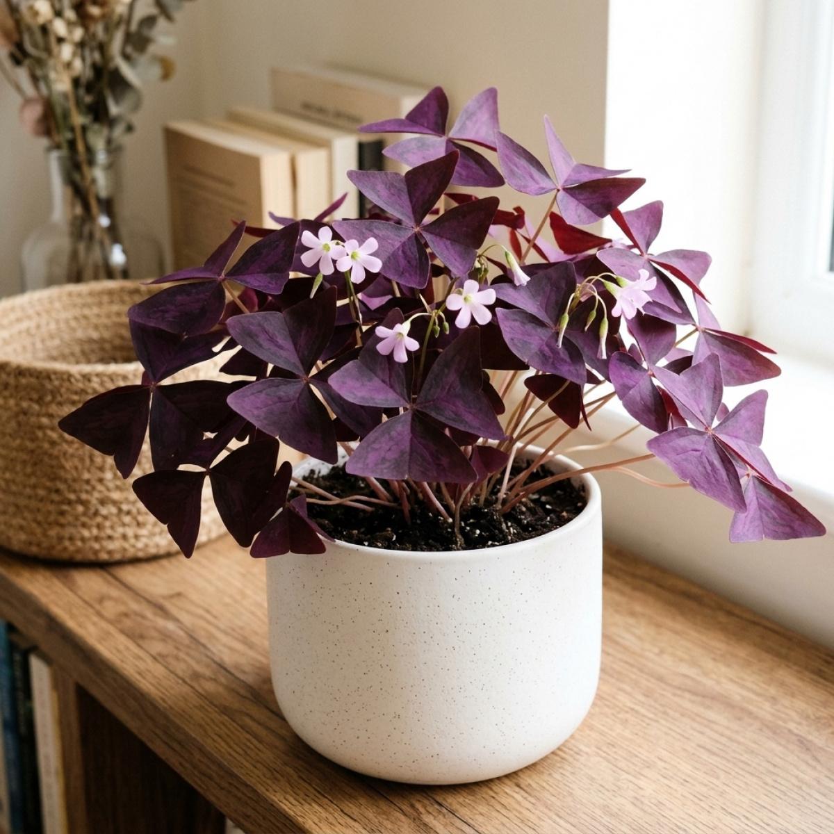 Purple Leaf Oxalis Bulbs for Garden Planting Non-GMO Easy to Grow Indoor Outdoor Perennial Flower Bulbs Hardy for Spring Autumn Planting