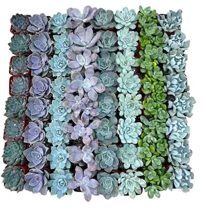 Echeveria Rosette Succulent Tray
